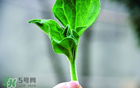 冰菜怎么吃？冰菜可以炒著吃嗎？