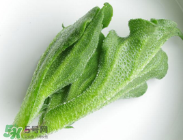 冰菜怎么吃？冰菜可以炒著吃嗎？