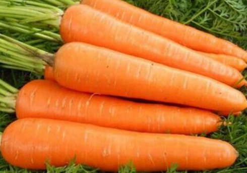 胡蘿卜與什么不能同食？胡蘿卜不能和什么一起吃