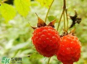 刺泡怎么吃？刺泡使用方法