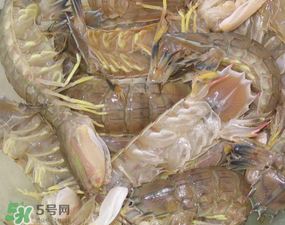 瀨尿蝦是皮皮蝦嗎？瀨尿蝦和皮皮蝦的區(qū)別