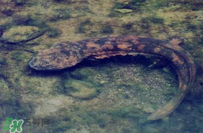 娃娃魚多少錢一斤2017？2017娃娃魚多少錢一斤？