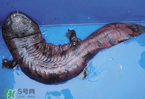 娃娃魚多少錢一斤2017？2017娃娃魚多少錢一斤？