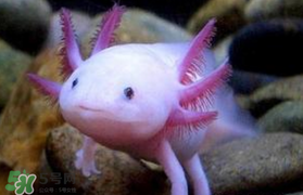 娃娃魚多少錢一斤2017？2017娃娃魚多少錢一斤？