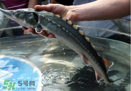 中華鱘多少錢一斤？中華鱘多少錢一斤2017？