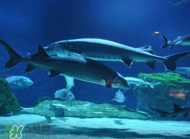 中華鱘多少錢一斤？中華鱘多少錢一斤2017？