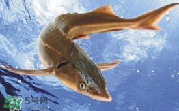 中華鱘多少錢一斤？中華鱘多少錢一斤2017？