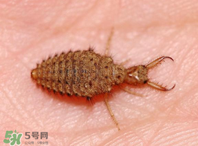 蟻獅價格多少錢一斤？蟻獅多少錢一克？