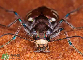 蟻獅價格多少錢一斤？蟻獅多少錢一克？