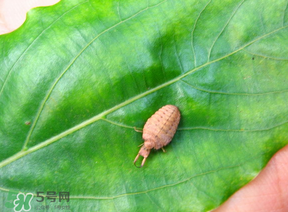 蟻獅價格多少錢一斤？蟻獅多少錢一克？