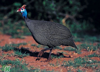 珍珠雞多少錢(qián)一斤2017？2017珍珠雞多少錢(qián)一斤？