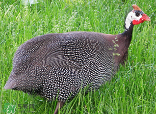 珍珠雞多少錢(qián)一斤2017？2017珍珠雞多少錢(qián)一斤？