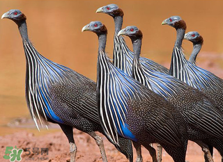 珍珠雞多少錢(qián)一斤2017？2017珍珠雞多少錢(qián)一斤？