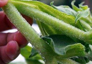 冰菜怎么吃？冰菜可以炒著吃嗎？