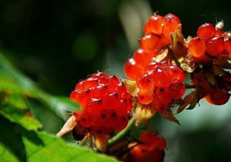 刺泡怎么吃？刺泡使用方法