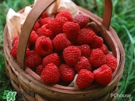 刺泡怎么吃？刺泡使用方法