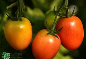 圣女果是小西紅柿嗎？圣女果和西紅柿的區(qū)別