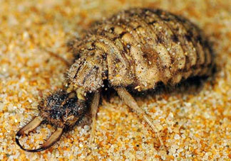 蟻獅價(jià)格多少錢一斤？蟻獅多少錢一克？