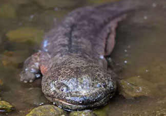 娃娃魚多少錢一斤2017？2017娃娃魚多少錢一斤？