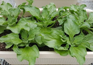 冰菜可以生吃嗎？冰菜能生吃嗎？