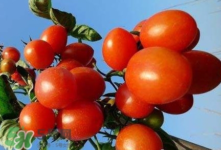 怎樣種植小番茄？小番茄怎么種