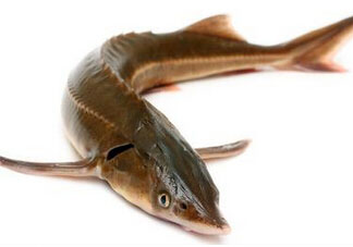 中華鱘多少錢一斤？中華鱘多少錢一斤2017？