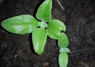 冰菜是什么菜？冰菜和冰草一樣嗎？