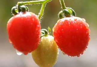 怎樣種植小番茄？小番茄怎么種