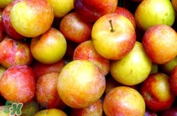 李子不能和什么一起吃？李子不能和什么同吃