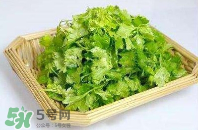 芹菜葉能吃嗎？芹菜葉可以吃嗎