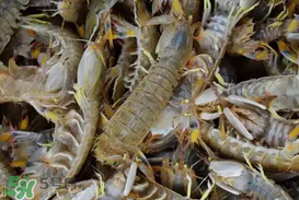 爬蝦蒸還是煮？爬蝦蒸好還是煮好？