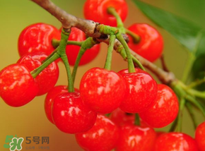 櫻桃可以帶上飛機嗎？坐飛機可以帶櫻桃嗎？