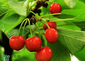 櫻桃可以帶上飛機嗎？坐飛機可以帶櫻桃嗎？