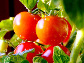 西紅柿和花甲能一起吃嗎？花甲能和西紅柿同吃嗎？