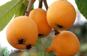 枇杷不能和什么一起吃？枇杷不能跟什么一起吃