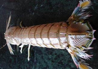 爬蝦蒸還是煮？爬蝦蒸好還是煮好？