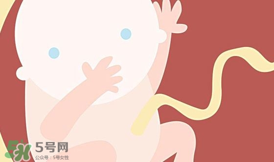 胎兒發(fā)育關(guān)鍵時(shí)期是什么時(shí)候？胎兒發(fā)育黃金期