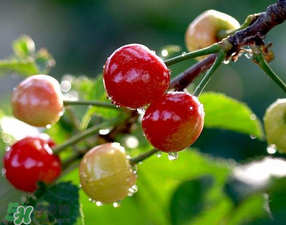 櫻桃可以帶上飛機嗎？坐飛機可以帶櫻桃嗎？