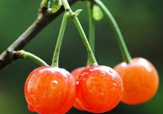 吃櫻桃會(huì)醉嗎？櫻桃吃多了會(huì)醉嗎？