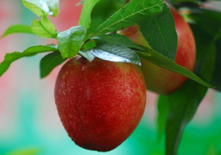 油桃多少錢一斤？油桃多少錢一斤2017？