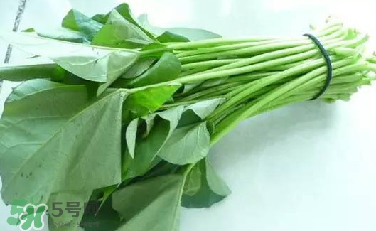 苕尖怎么摘？苕尖怎么擇