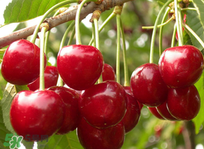 四月份有櫻桃嗎？四月份的櫻桃能吃嗎？