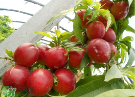 四月份有油桃嗎？四月份的油桃孕婦能吃嗎？