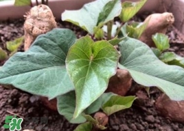 番薯葉是紅薯葉嗎？番薯葉和紅薯葉的區(qū)別