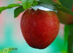 油桃多少錢一斤？油桃多少錢一斤2017？