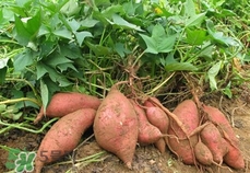 番薯葉怎么種？怎樣種番薯葉