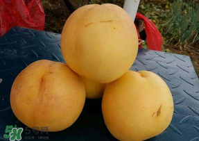 黃金油桃多少錢一斤？黃金油桃什么時候成熟？