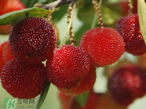 楊梅什么時(shí)候上市？楊梅幾月上市？