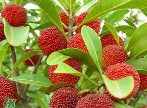 楊梅什么時(shí)候上市？楊梅幾月上市？