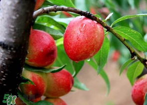 油桃里面發(fā)黑能吃嗎？油桃里面發(fā)黑怎么回事？